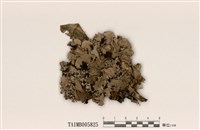 藏品(裸緣梅衣屬)的圖片